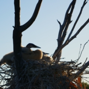 Anhinga novaehollandiae at Anabranch South, NSW - 15 Feb 2023