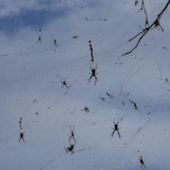 Trichonephila (genus) (Golden orb-weaver) at Anabranch North, NSW - 13 Feb 2023 by MB