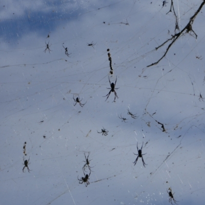 Trichonephila (genus) (Golden orb-weaver) at Anabranch North, NSW - 13 Feb 2023 by MB