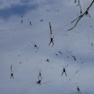 Unidentified Orb-weaving spider (several families) at suppressed by MB