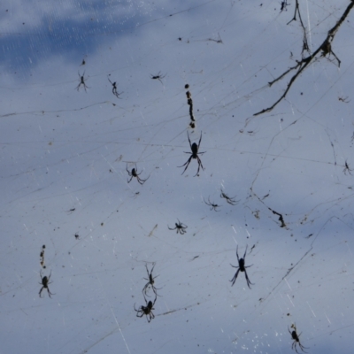 Unidentified Spider (Araneae) at Anabranch North, NSW - 12 Feb 2023 by MB