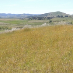 Leptorhynchos squamatus (Scaly Buttons) at Jarramlee-West MacGregor Grasslands - 25 Nov 2022 by michaelb