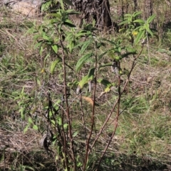 Olearia lirata (Snowy Daisybush) at Yarralumla, ACT - 13 May 2023 by AndyRoo