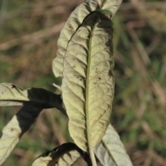 Olearia lirata at Yarralumla, ACT - 13 May 2023