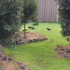 Corcorax melanorhamphos (White-winged Chough) at Albury - 1 Jun 2023 by RobCook