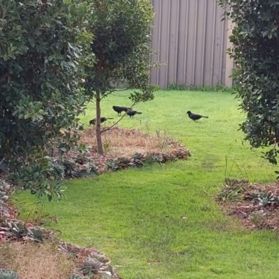 Corcorax melanorhamphos (White-winged Chough) at Albury - 1 Jun 2023 by RobCook