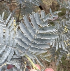 Acacia baileyana x Acacia dealbata (Cootamundra Wattle x Silver Wattle (Hybrid)) at Molonglo Valley, ACT - 1 Jun 2023 by lbradley