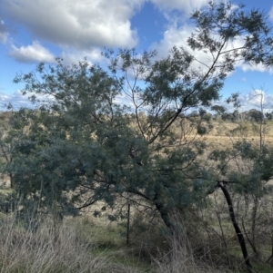 Acacia baileyana x Acacia dealbata at Molonglo Valley, ACT - 1 Jun 2023