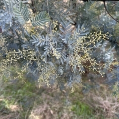 Acacia baileyana x Acacia dealbata at Molonglo Valley, ACT - 1 Jun 2023