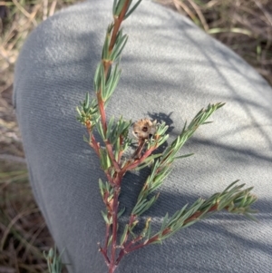 Gompholobium huegelii at Gundaroo, NSW - 1 Jun 2023