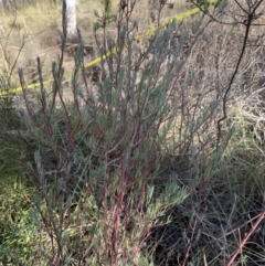 Gompholobium huegelii at Gundaroo, NSW - 1 Jun 2023