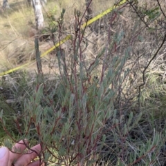 Gompholobium huegelii at Gundaroo, NSW - 1 Jun 2023 02:35 PM