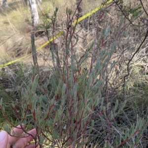Gompholobium huegelii at Gundaroo, NSW - 1 Jun 2023