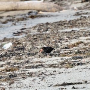 Haematopus fuliginosus at Ulladulla, NSW - suppressed