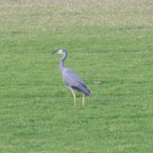 Egretta novaehollandiae at Ulladulla, NSW - 31 May 2023 03:14 PM