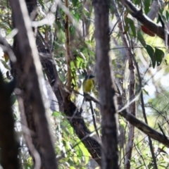 Eopsaltria australis (Eastern Yellow Robin) at Morton National Park - 1 Jun 2023 by KMcCue