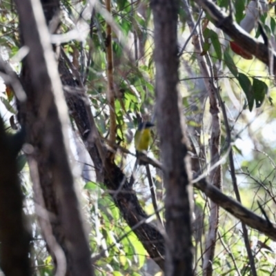 Eopsaltria australis (Eastern Yellow Robin) at Morton National Park - 1 Jun 2023 by KMcCue