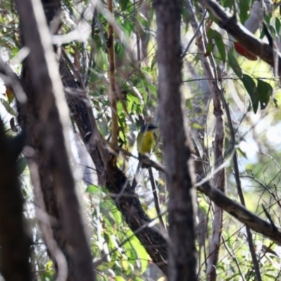 Eopsaltria australis (Eastern Yellow Robin) at Tianjara, NSW - 1 Jun 2023 by KMcCue