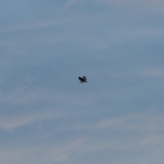 Haliaeetus leucogaster (White-bellied Sea-Eagle) at Coomee Nulunga Cultural Walking Track - 31 May 2023 by KMcCue