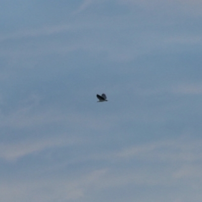 Haliaeetus leucogaster (White-bellied Sea-Eagle) at Coomee Nulunga Cultural Walking Track - 31 May 2023 by KMcCue