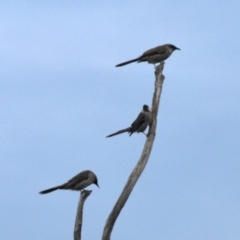 Anthochaera chrysoptera (Little Wattlebird) at Coomee Nulunga Cultural Walking Track - 31 May 2023 by KMcCue