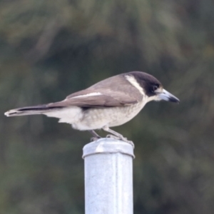 Cracticus torquatus at Ulladulla, NSW - 31 May 2023