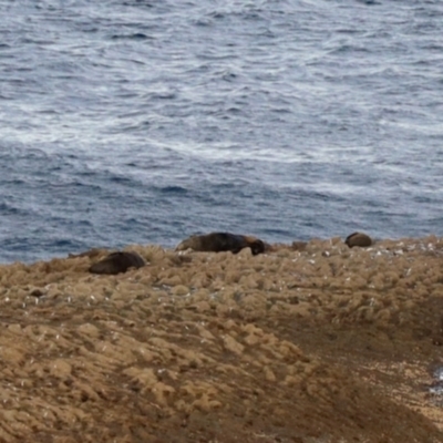 Arctocephalus pusillus doriferus (Australian Fur-seal) at Ulladulla, NSW - 31 May 2023 by KMcCue