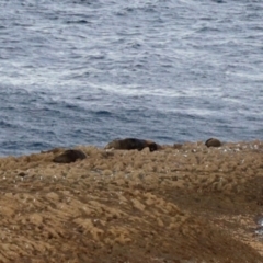 Unidentified Sea Mammal at Ulladulla, NSW - 31 May 2023 by KMcCue