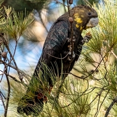 Calyptorhynchus lathami (Glossy Black-Cockatoo) at Penrose, NSW - 1 Jun 2023 by Aussiegall