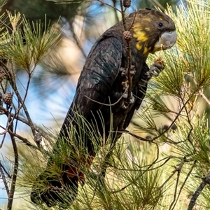 Calyptorhynchus lathami lathami at Penrose, NSW - 1 Jun 2023