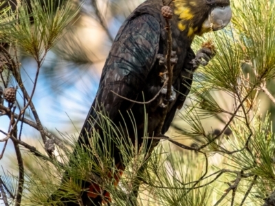 Calyptorhynchus lathami (Glossy Black-Cockatoo) at Penrose, NSW - 1 Jun 2023 by Aussiegall