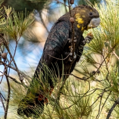 Calyptorhynchus lathami (Glossy Black-Cockatoo) at Wingecarribee Local Government Area - 1 Jun 2023 by Aussiegall