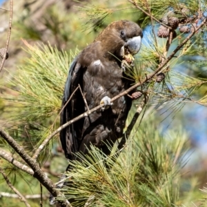 Calyptorhynchus lathami lathami at Penrose, NSW - 1 Jun 2023