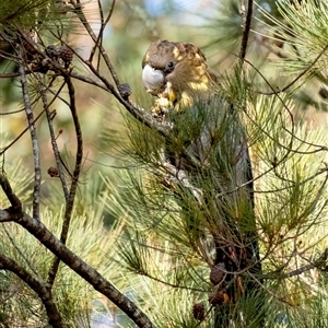 Calyptorhynchus lathami lathami at Penrose, NSW - suppressed