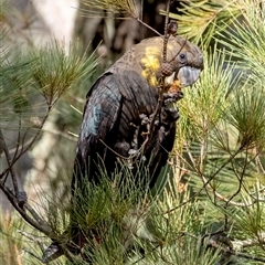 Calyptorhynchus lathami lathami at Penrose, NSW - 1 Jun 2023