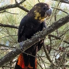 Calyptorhynchus lathami lathami at Penrose, NSW - 1 Jun 2023