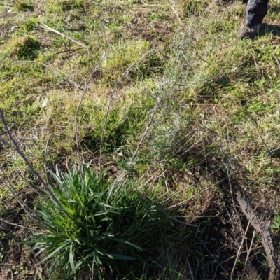 Senecio quadridentatus (Cotton Fireweed) at The Pinnacle - 1 Jun 2023 by CattleDog