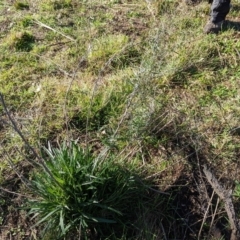 Senecio quadridentatus (Cotton Fireweed) at Hawker, ACT - 1 Jun 2023 by CattleDog