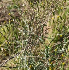 Senecio quadridentatus at Hawker, ACT - 1 Jun 2023 10:30 AM