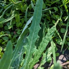 Senecio quadridentatus at Hawker, ACT - 1 Jun 2023 10:30 AM