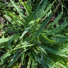 Senecio quadridentatus at Hawker, ACT - 1 Jun 2023 10:30 AM