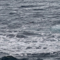 Unidentified Sea Mammal at Ulladulla, NSW - 31 May 2023 by KMcCue