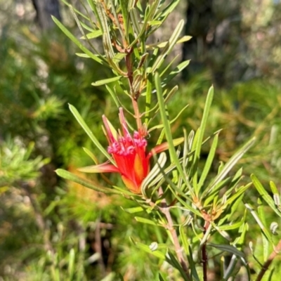 Lambertia formosa (Mountain Devil) at Tianjara, NSW - 1 Jun 2023 by KMcCue