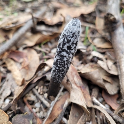 Drechmeria gunnii (Dark Vegetable Caterpillar) at Uriarra, NSW - 30 May 2023 by Ranger788