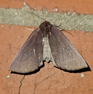 Fisera (genus) at Kambah, ACT - 1 Jun 2023 09:03 PM