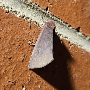 Fisera (genus) at Kambah, ACT - 1 Jun 2023