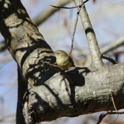 Acanthiza reguloides (Buff-rumped Thornbill) at Paddys River, ACT - 1 Jun 2023 by RodDeb