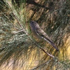 Pachycephala pectoralis (Golden Whistler) at Paddys River, ACT - 1 Jun 2023 by RodDeb