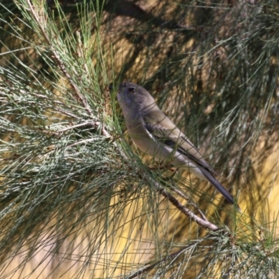 Pachycephala pectoralis (Golden Whistler) at Paddys River, ACT - 1 Jun 2023 by RodDeb