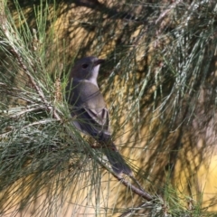 Pachycephala pectoralis at Paddys River, ACT - 1 Jun 2023 01:38 PM